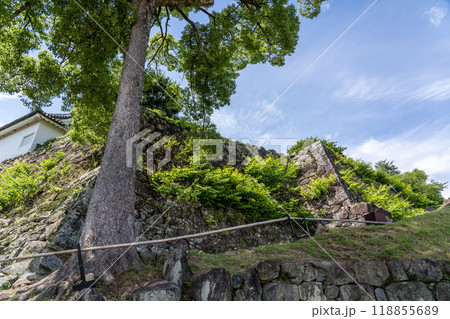 彦根城内の景色 彦根城内の景色 118855689