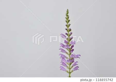花虎の尾 花虎の尾 118855742
