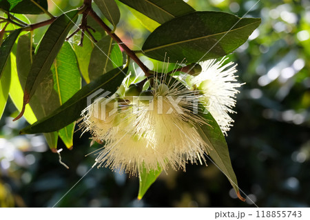Flowering rose apple (lat.- Syzygium jambos) 118855743