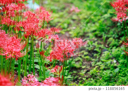 棚田に咲く彼岸花 オーベルジュ 118856165
