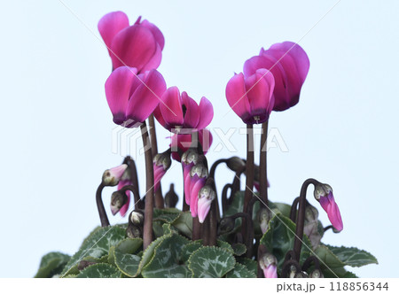 鮮やかな赤色のシクラメン ( fix撮影 ) 118856344