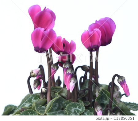 鮮やかな赤色のシクラメン ( fix撮影 ) 118856351