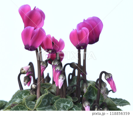 鮮やかな赤色のシクラメン ( fix撮影 ) 118856359