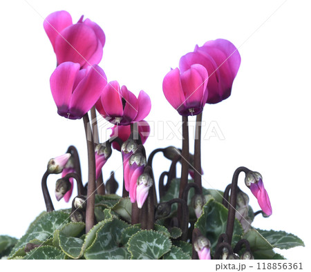 鮮やかな赤色のシクラメン ( fix撮影 ) 118856361