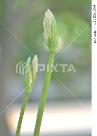 黄色い彼岸花 118856654