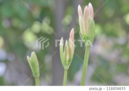 黄色い彼岸花 118856655