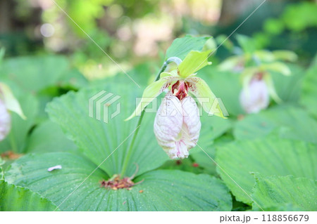 クマガイソウの花 118856679