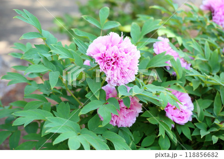 牡丹の花　蘭芙蓉 118856682
