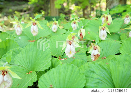 クマガイソウの花 クマガイソウの花 118856685