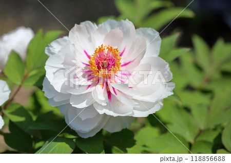 綺麗な牡丹の花 118856688