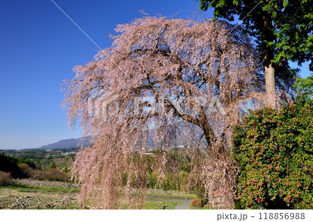 吉瀬のしだれ桜 118856988