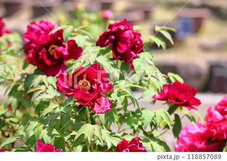 牡丹の花 群烏 牡丹の花 群烏 118857089