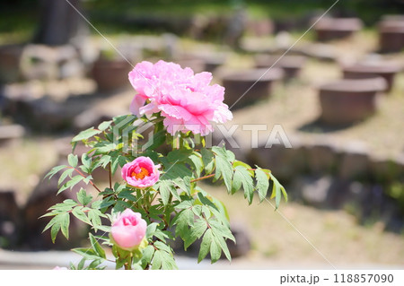 牡丹の花 花競 牡丹の花 花競 118857090