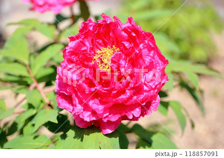 牡丹の花　花恵比寿 118857091