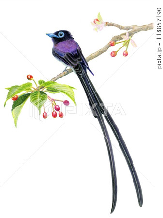山桜の枝にとまるサンコウチョウ 118857190