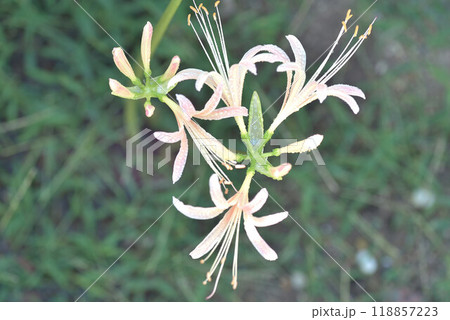 ショウキズイセン ショウキズイセン 118857223