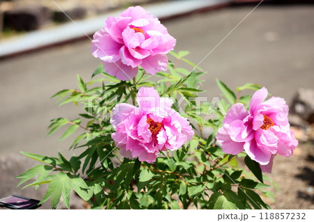 牡丹の花　社 118857232