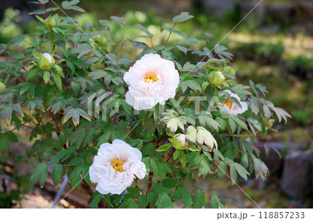 牡丹の花　花真珠 118857233