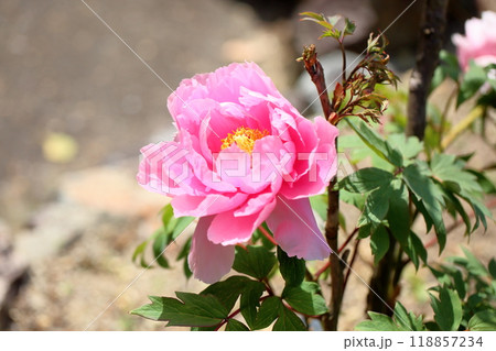 牡丹の花　花競 118857234