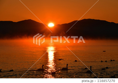 猪苗代湖の白鳥 118857270