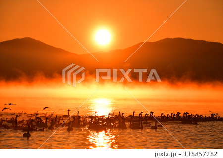 猪苗代湖の白鳥 118857282