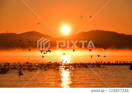 猪苗代湖の白鳥 118857288