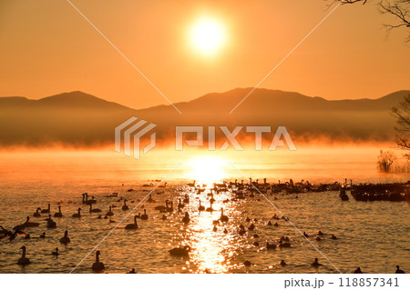 猪苗代湖の白鳥 118857341