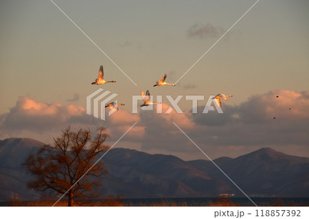 猪苗代湖の白鳥 猪苗代湖の白鳥 118857392