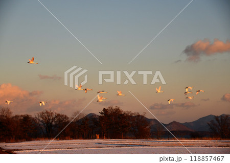 猪苗代湖の白鳥 猪苗代湖の白鳥 118857467