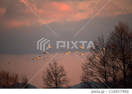 猪苗代湖の白鳥 118857468