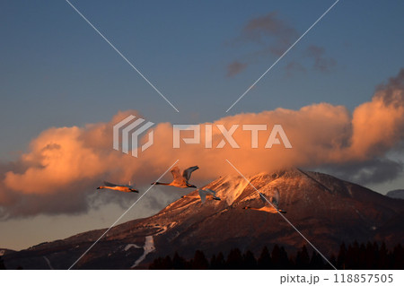 猪苗代湖の白鳥 猪苗代湖の白鳥 118857505