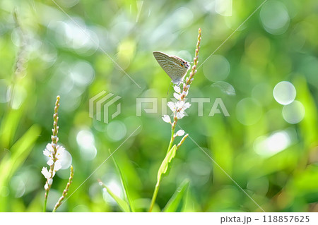 朝露に包まれるウラナミシジミ 118857625
