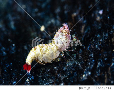 サシミシュリンプ 118857643