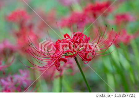 綺麗な一赤い彼岸花 綺麗な一赤い彼岸花 118857723