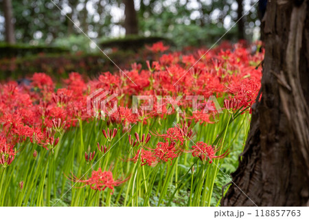 綺麗な一面の彼岸花 綺麗な一面の彼岸花 118857763