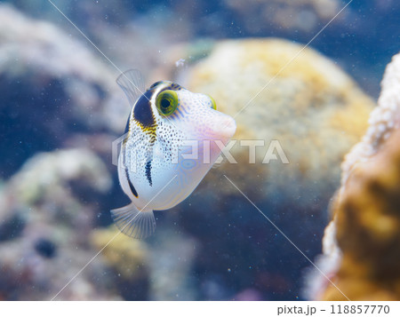 素晴らしいサンゴ礁の美しいシマキンチャクフグ（フグ科）他。沖縄県島尻郡座間味村座間味島嘉比島ビーチ 118857770