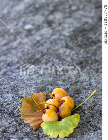 秋のイメージ 118857778