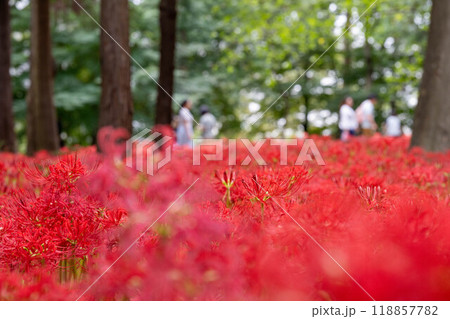 綺麗な一面の赤い彼岸花 118857782