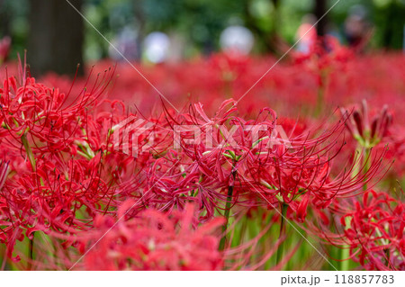 綺麗な一面の赤い彼岸花 118857783