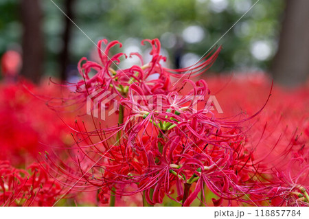 綺麗な一面の赤い彼岸花 118857784