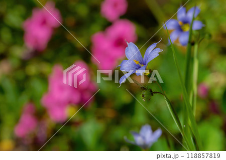 ピンクの花を遠景にした薄紫のニワゼキショウ 118857819