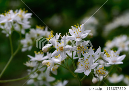星形に開いた白い花弁とまっすぐに伸びたおしべの黄色が鮮やかなマルバウツギ 星形に開いた白い花弁とまっすぐに伸びたおしべの黄色が鮮やかなマルバウツギ 118857820