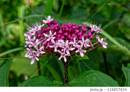 多くの赤いつぼみからピンクの花が開き始めたボタンクサギ 118857834