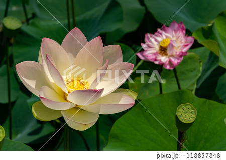 黄色がかった花弁に赤味が付いたハスの花 黄色がかった花弁に赤味が付いたハスの花 118857848