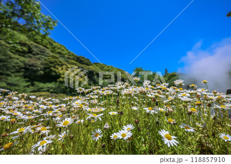 the landscape of the Umi Jigoku, Beppu Oita May 16 2024 the landscape of the Umi Jigoku, Beppu Oita May 16 2024 118857910