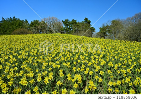 ひたち海浜公園の花咲くスイセンの丘 118858036