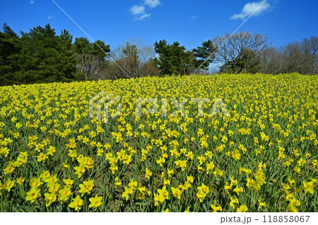 ひたち海浜公園の花咲くスイセンの丘 118858067