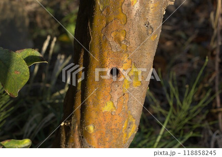 カミキリ虫 防除 カミキリ虫 防除 118858245