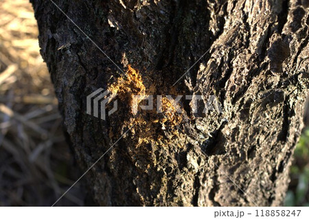 カミキリ虫　防除 118858247