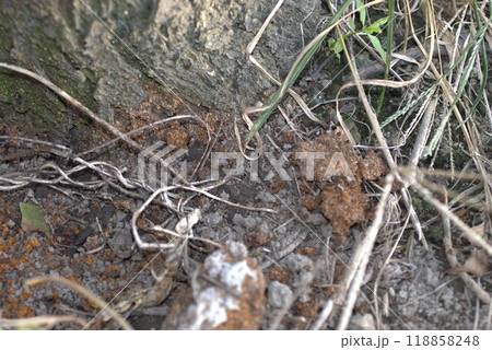カミキリ虫 防除 カミキリ虫 防除 118858248